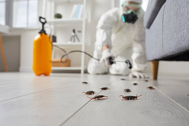 Commercial Rodent Management in Walker Valley